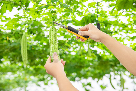 手绘切半苦瓜蔬菜大棚里的苦瓜采摘特写背景