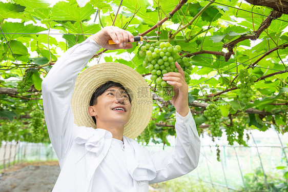 农夫种植大棚采摘葡萄图片