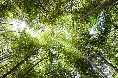 绿色生态竹林图片