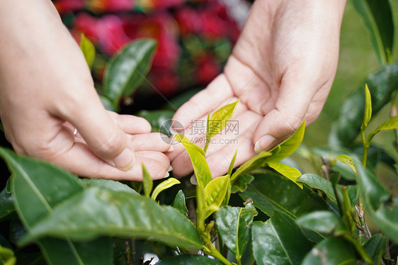 普洱茶采摘图片