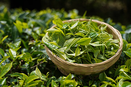 普洱茶采摘茶叶叶底高清图片