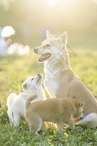 夕阳下可爱的柴犬宝宝和妈妈背景图片