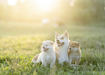 宝宝和狗夕阳下可爱的柴犬宝宝和妈妈背景