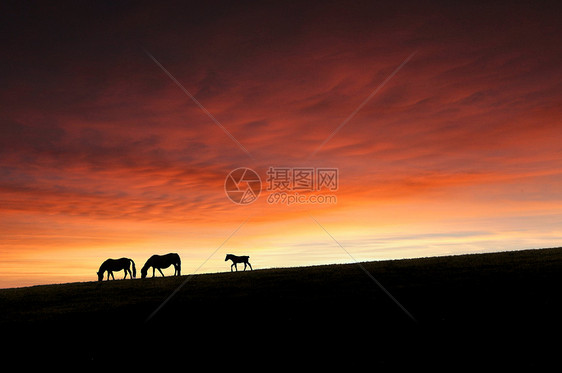 晚霞地平线骏马剪影图片