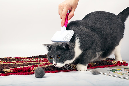 宠物梳子猫咪毛发清洁梳背景