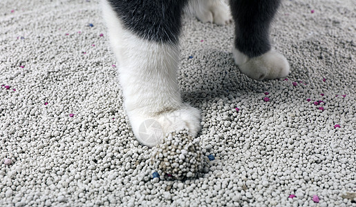 膨润土猫砂高清图片下载 正版图片501659471 摄图网
