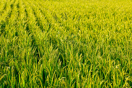 东北稻田五常大米水稻种植现场背景