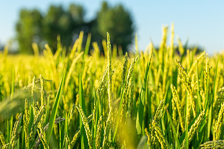 绿色水稻农作物图片
