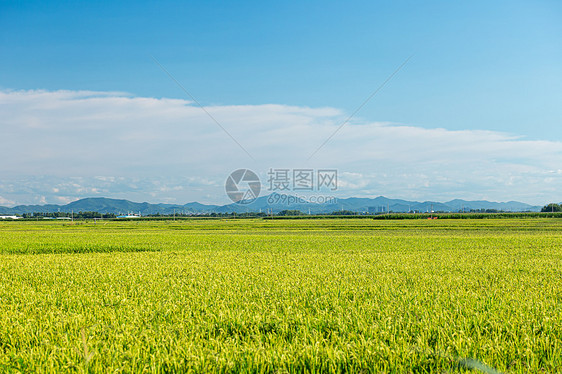 东北水稻种植基地图片