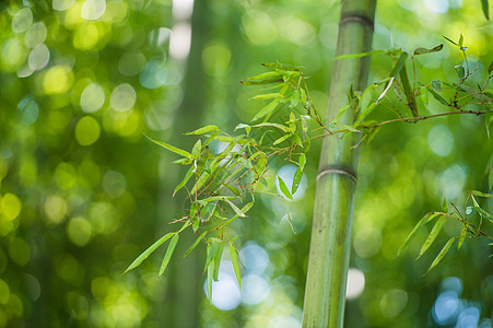 江南竹林背景图片