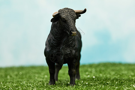 黑牛站在草地上图片