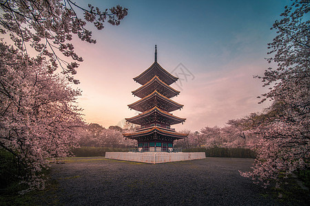 武汉东湖樱花园风光背景图片