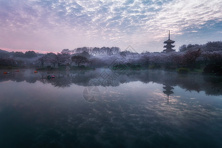 武汉东湖樱花园风光图片