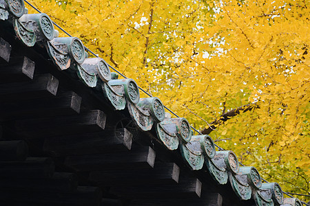 北京西山大觉寺秋色背景图片