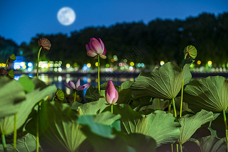 中秋赏月夜什刹海荷塘高清图片