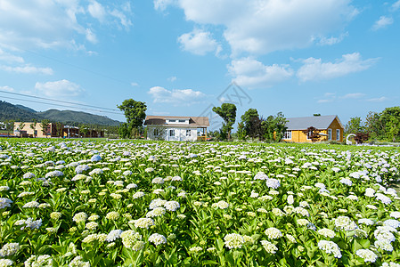 农村素材高清绣球花高清摄影图片背景