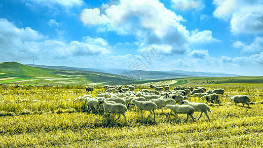 内蒙古凉城县高山麦田和羊群背景图片