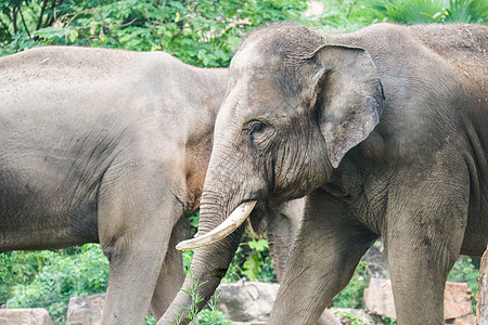 亚洲象大象特写高清图片