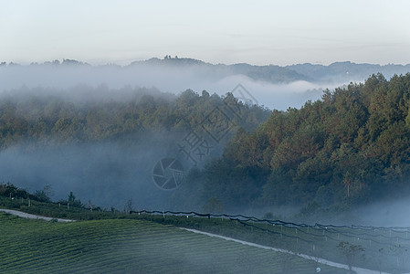 茶山晨雾图片