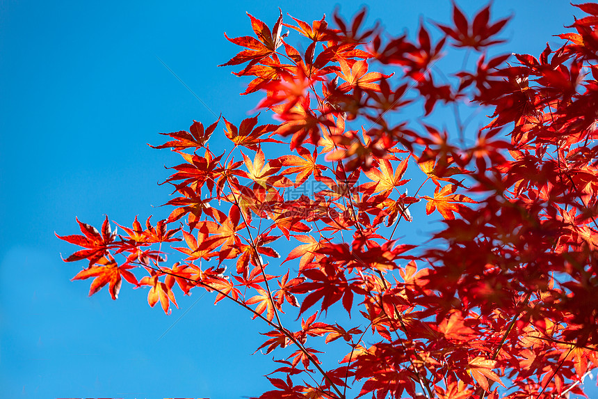 深秋的红叶高清图片下载 正版图片 摄图网