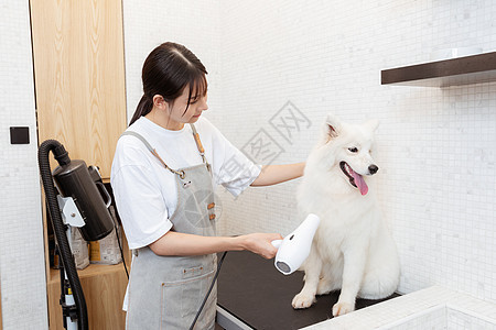 宠物美容师为萨摩耶吹毛图片
