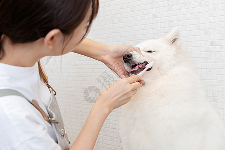 宠物美容师为萨摩耶清洁牙齿图片