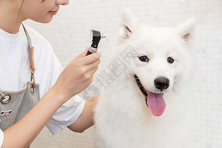 宠物美容师为萨摩耶检查耳螨背景图片