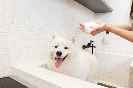 宠物美容师为萨摩耶洗澡高清图片