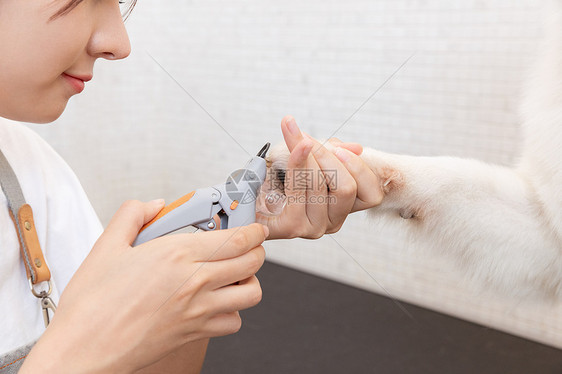 宠物美容师为萨摩耶修剪指甲图片