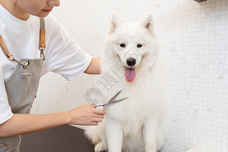 宠物美容师为萨摩耶修剪长毛图片