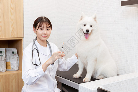 宠物医生为萨摩耶打疫苗图片