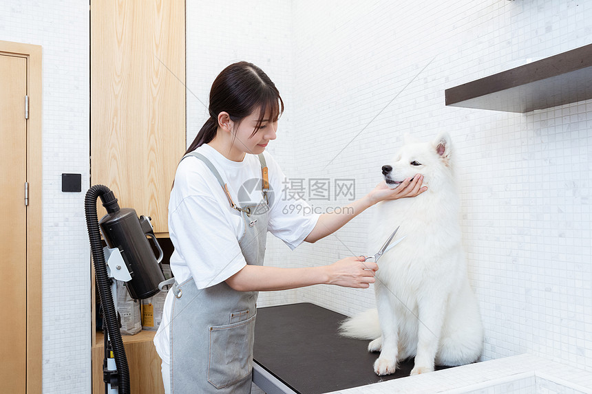 宠物美容师为萨摩耶修剪长毛图片