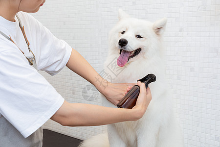 宠物美容师为萨摩耶护理毛发图片