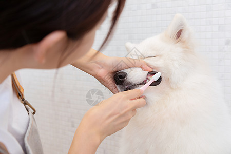宠物美容师为萨摩耶刷牙背景图片