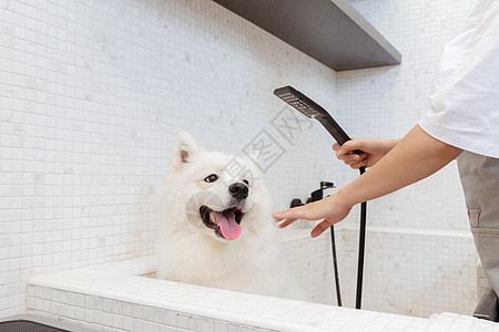 宠物美容师为萨摩耶清洁洗澡背景图片
