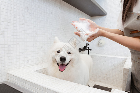给狗狗洗澡宠物美容师为萨摩耶清洁洗澡背景