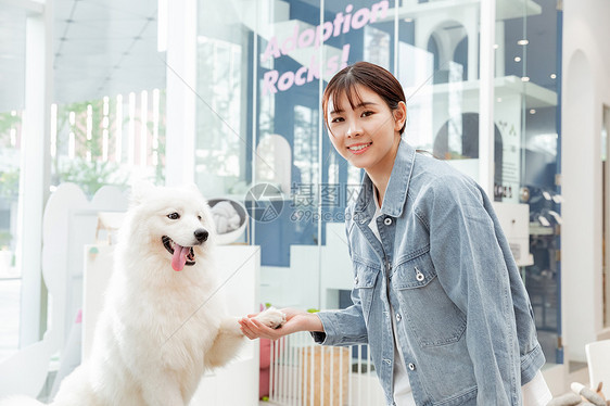 青年美女与宠物萨摩耶相伴握手图片