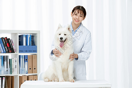 宠物医生为萨摩耶体检背景图片
