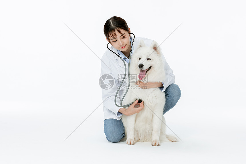 宠物医生为萨摩耶体检高清图片下载 正版图片 摄图网 宠物医生为萨摩耶体检高清图片下载 正版图片 摄图网