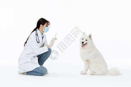 宠物医生与宠物萨摩耶相伴背景图片