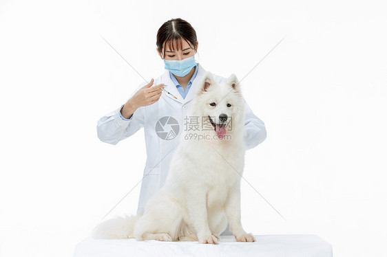 宠物医生为萨摩耶扎疫苗图片