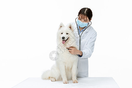宠物医生戴口罩为萨摩耶体检背景图片