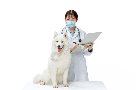 戴口罩的大狗宠物医生戴口罩为萨摩耶体检背景