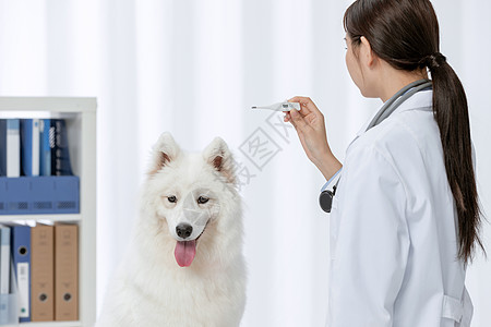 宠物医生为萨摩耶测量体温图片