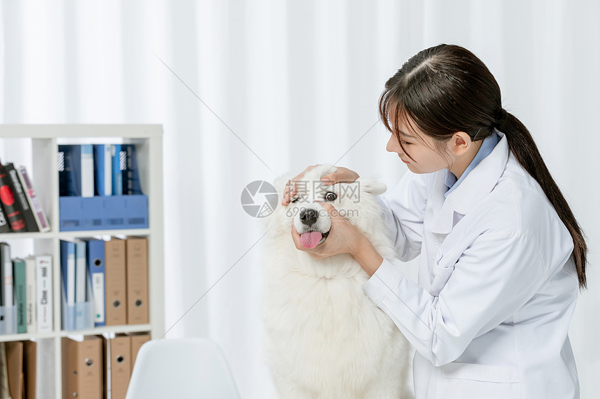 宠物医生为萨摩耶检查眼睛图片