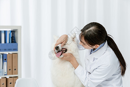 宠物医生为萨摩耶检查口腔牙齿图片