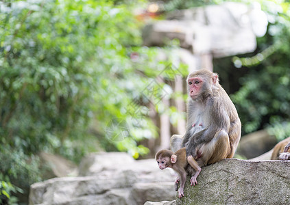 海南陵水县猴山上可爱的猴子图片