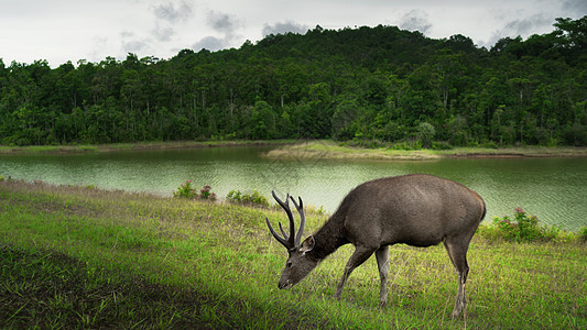 吃草的野生动物鹿保护区图片