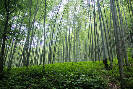 杭州云栖竹径美丽的竹林图片