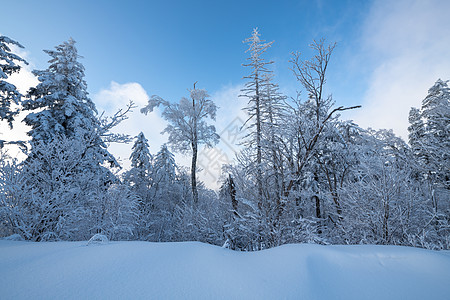 吉林冬天雪松风光图片